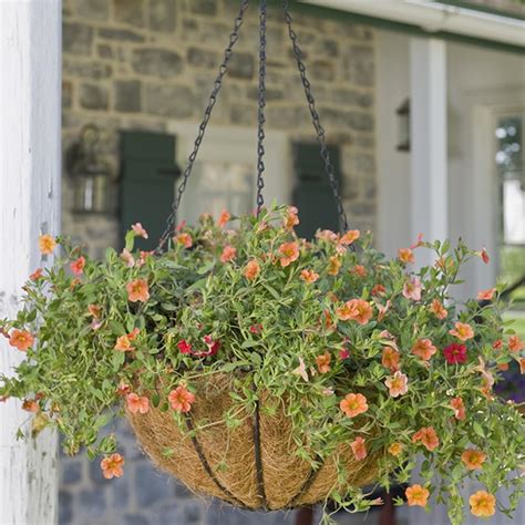 Cobraco Black 12 Inch Canterbury Hanging Basket Planter