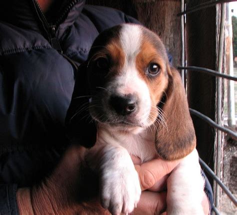 Basset Beagle Mix Puppies