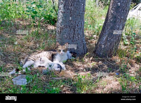 Feral Cat With 2 Kittens Taking Shade Under A Tree Stock Photo Alamy