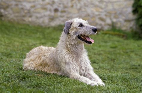 Irish Wolfhound Height Weight Breed Information Facts History And