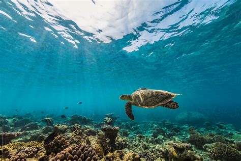 Sea Turtle Maldives By Stocksy Contributor Eyes On Asia Stocksy