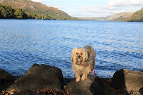 A small house made from tree trunks 2. Paws across The Lake District - Paws across Britain | Lake ...