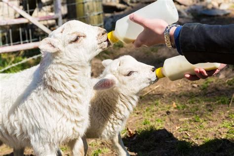 Young Adult Woman Feeding Two Newborn Lambs From Bottles Stock Photo