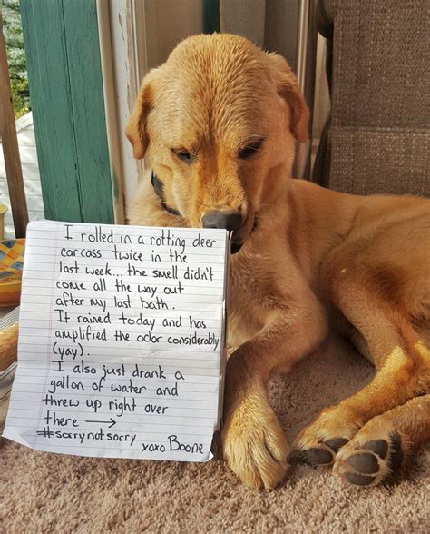 More Where This Came From Dog Shaming Photos Dog Shaming Funny Dog