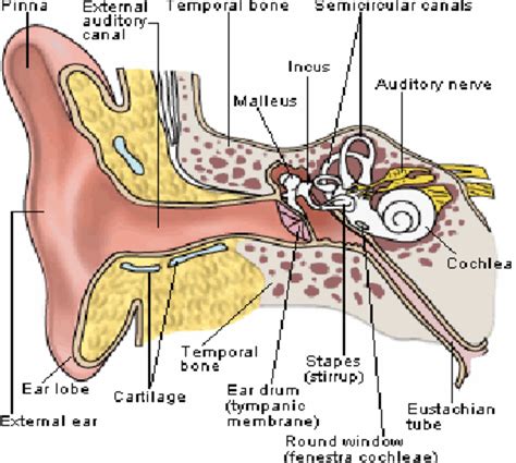 Anatomy Of The Ear 4 Download High Quality Scientific Diagram