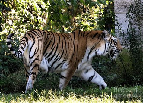 Tiger On The Prowl Photograph By Sandra Huston Fine Art America