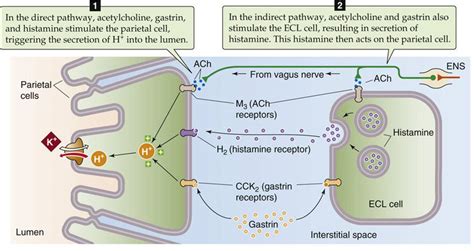 Acid Secretion Gastric Function The Gastrointestinal System