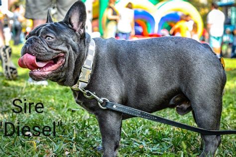 Its rear legs bend at an angle showing similarities to that of a frog's posture. Fairytale French Bulldogs Of Florida - Puppies For Sale