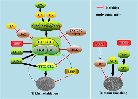 Updates on molecular mechanisms in the development of branched trichome in Arabidopsis and 