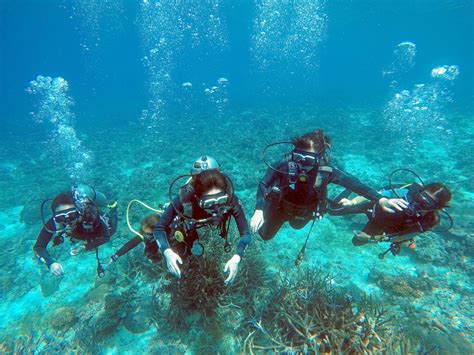 Diving Mactan Cebu Scuba Diving Diving Cebu