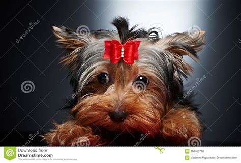 York Puppy With Red Bow Tie In His Head Stock Photo Image Of Indoor