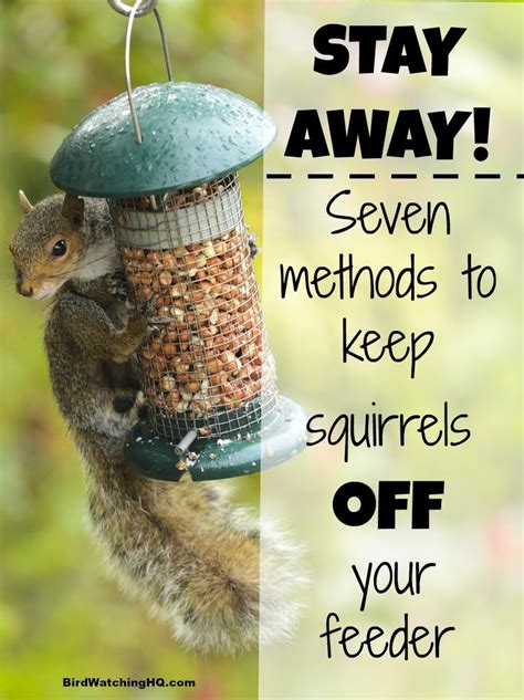 8 Proven Ways To Keep Squirrels Off Bird Feeders 2021 Bird Watching