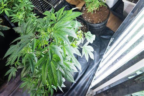 How To Grow Cannabis Indoors A Beginners Guide For Canadians