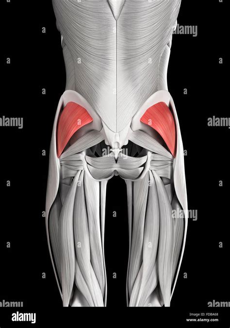 Human Buttock Muscles Gluteus Minimus Illustration Stock Photo Alamy