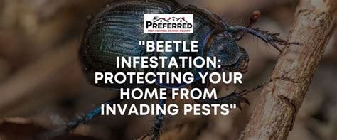 Preferred Pests Blog Photo1 Orange County Pest Control