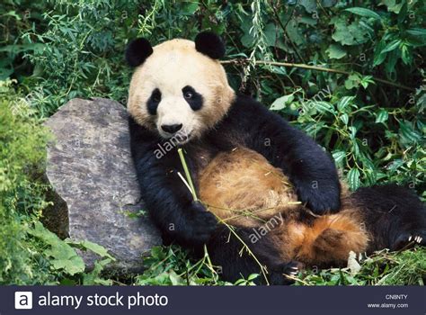 Giant Panda Cub In Bamboo Bush