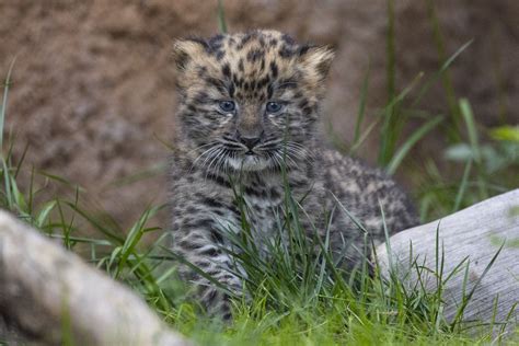 San Diego Zoo Welcomes Endangered Twin Amur Leopard Cubs