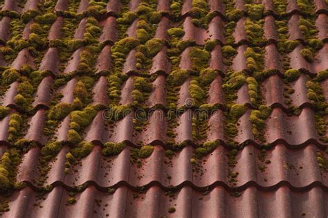 Red Tile Roof Background Overgrown Roof Texture Stock Image Image Of
