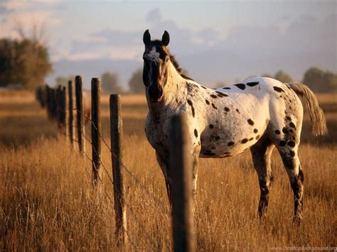 Horse Farm Wallpapers Top Free Horse Farm Backgrounds Wallpaperaccess