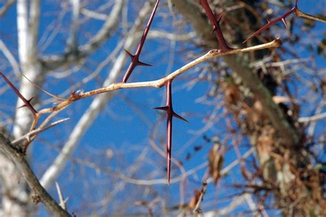 Field Biology In Southeastern Ohio A Thorny Situation