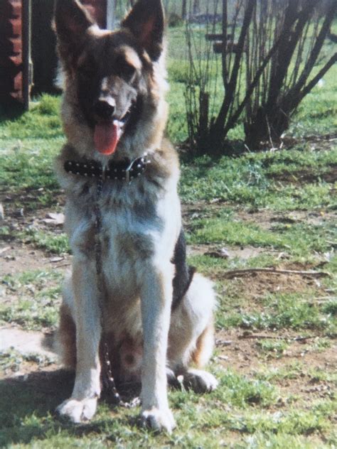 Rocky Are First German Shepherd 1983 1992 Great Dog 3 New Pinterest
