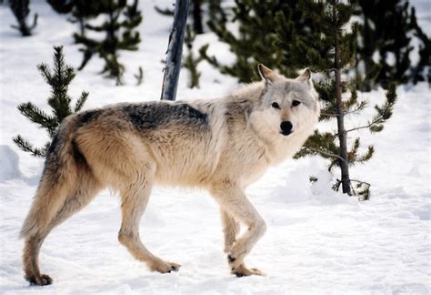 Wdnr Report Of An Injured Gray Wolf In Wisconsin Wolves Of Douglas