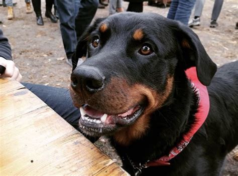 31 Radiant Rottweiler Mixes The Ultimate Rottie Mix Guide
