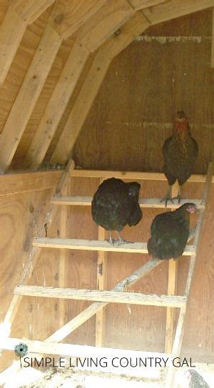 Everything You Need To Know About Chicken Roosts Chicken Roosts Chicken Roost Chicken Coop