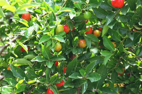 If you permit all that fruit to stay on the tree until harvest time, you will wind up with a lot of small apples. Jamaican fruits - photographs