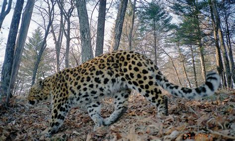 Amur Leopard Photos Wwf