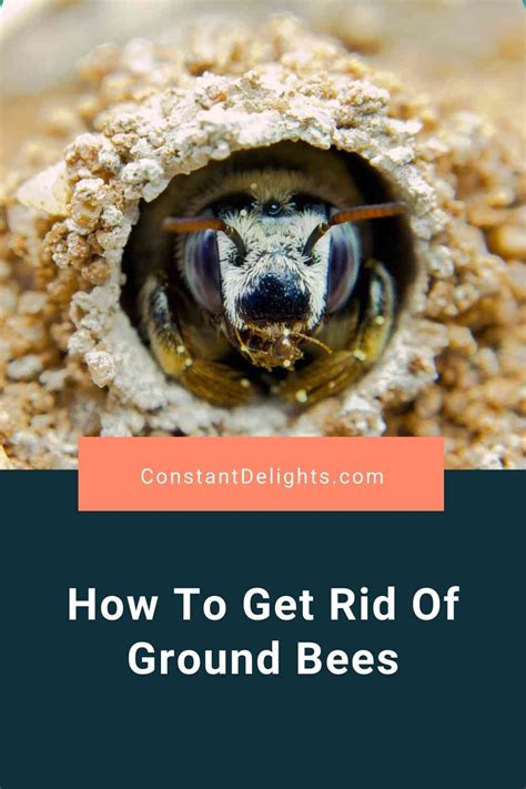 How To Get Rid Of Ground Bees Effective Pest Control Guide Constant