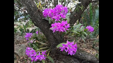 Paling Hits 30 Bunga Anggrek Di Pohon Galeri Bunga Hd