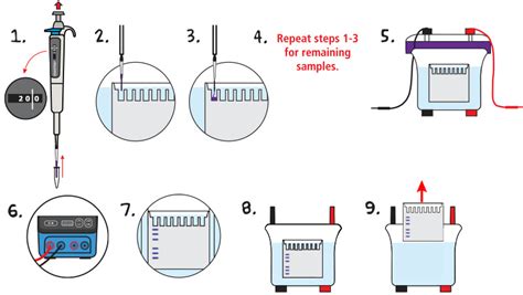 Quick Guide Protein Electrophoresis