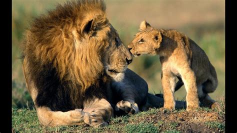 Africa Lions Documentary On The Lions Of South Africas Kruger