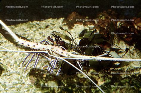 Painted Spiny Lobster Panulirus Versicolor Photo