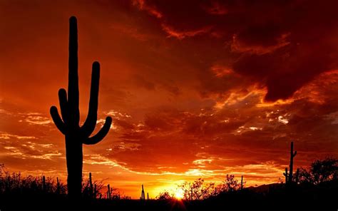 Evening Cactus Sun Sunset 1920 X 1200