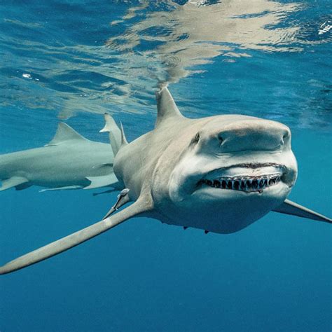 Shallow Water Sharks Florida Canvas Depot