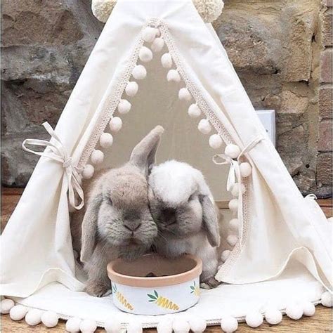 Bed For Rabbit Pet Bed From Natural Cotton Bunny Teepee With Etsy In