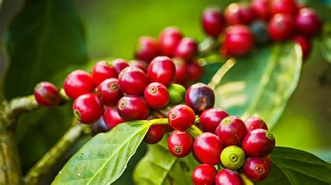 Coffea arabica fruit extract is an extract obtained from the fruits of the coffee, coffea arabica l., rubiaceae. Top 5 Health Benefits of Coffee Fruit Extract | Keep Fit ...