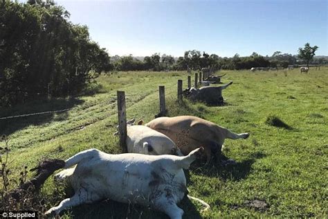Queensland Cows Found Electrocuted After Severe Storm Daily Mail Online