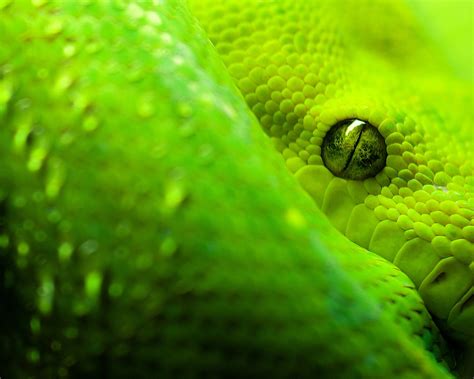Snake Animals Reptile Wallpapers Hd Desktop And Mobile