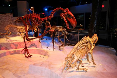 visit  florida museum  natural history