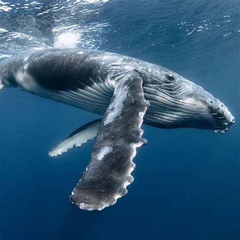 Ballenas Curiosidades De Las Ballenas Y Cuáles Son Las Más Grandes