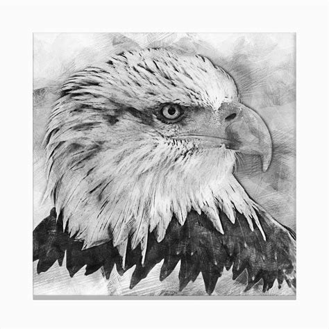 Bald Eagle Portrait By Person Canvas Print By Superart Fy