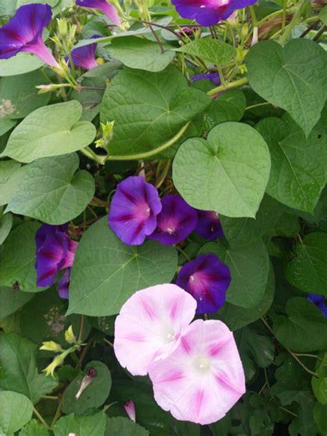 How do i do it ? Pruning Morning Glory Vines - How And When To Cut Morning ...