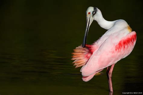 Roseate Spoonbill Eric Mitch Photography