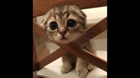 Colorful pattern with funny cats and dogs. ♥Cute Dogs and Cats Doing Funny Things 2018♥ #77 - CuteVN ...