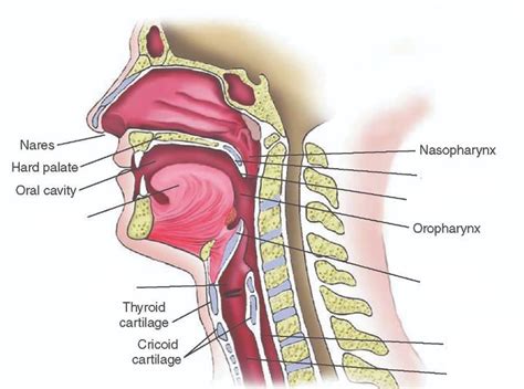 Swallowing Anatomy Telegraph
