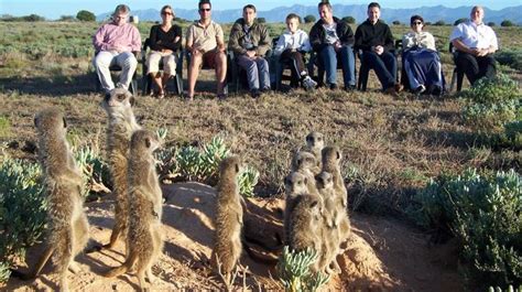 Oudtshoorn Meerkat Magic 1 Adventures Africa African Safari And