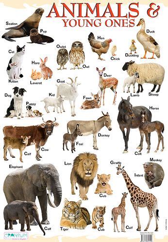 Animals And Young Ones Young Ones Of Animals Animals Name In English